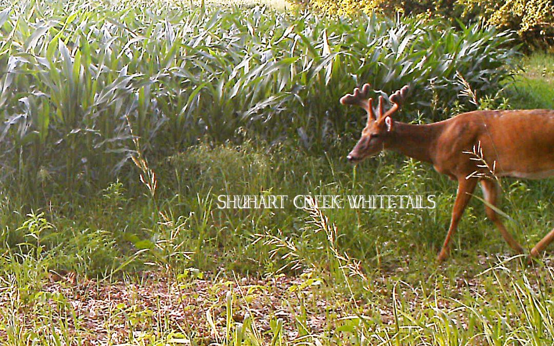 Deer moving at Shuhart Creek Whitetails – Hancock county Illinois Whitetail Deer Hunt