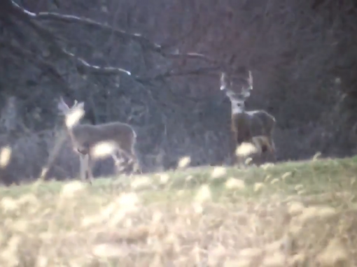 A Late Season Buck at Shuhart Creek Whitetails