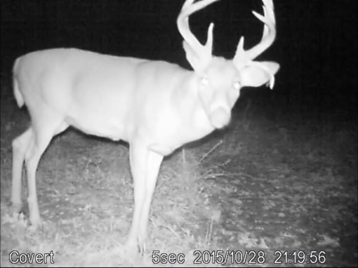 A Drop Tine Buck