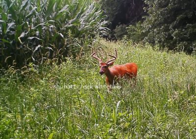 Shuhart Creek Whitetails Trailcam Deer