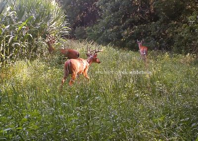 Shuhart Creek Whitetails Trailcam Deer
