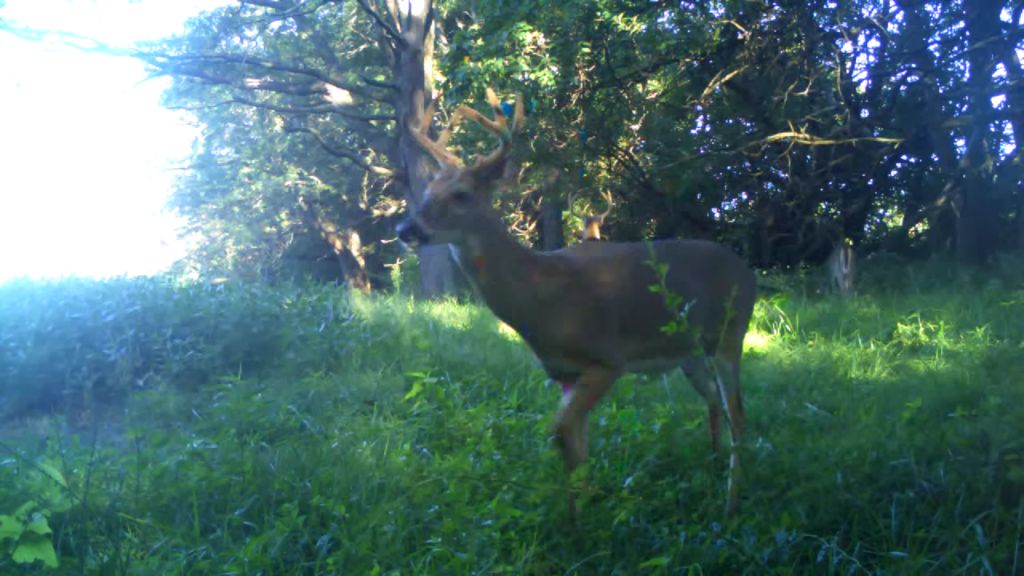 deer-movement-september-2014-shuhart-creek-whitetails