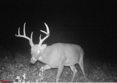 Shuhart Creek Whitetails Covert Trailcam Deer