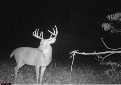 Shuhart Creek Whitetails Covert Trailcam Deer